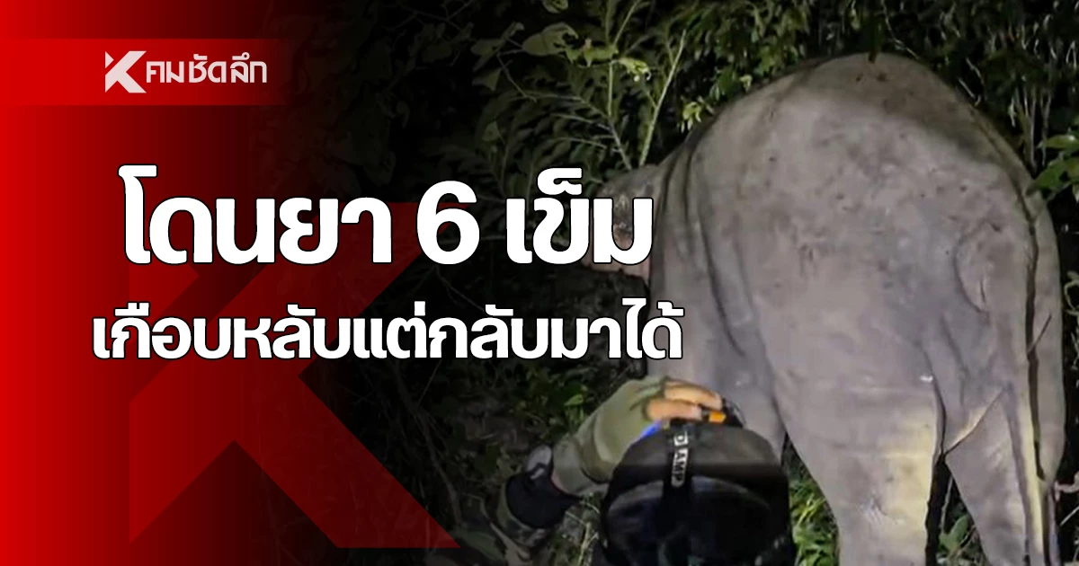เจ้าหน้าที่หนีกระเจิง ช้างป่าเจ้าพลายเบี่ยง เกือบสิ้นฤทธิ์ แต่กลับมาได้