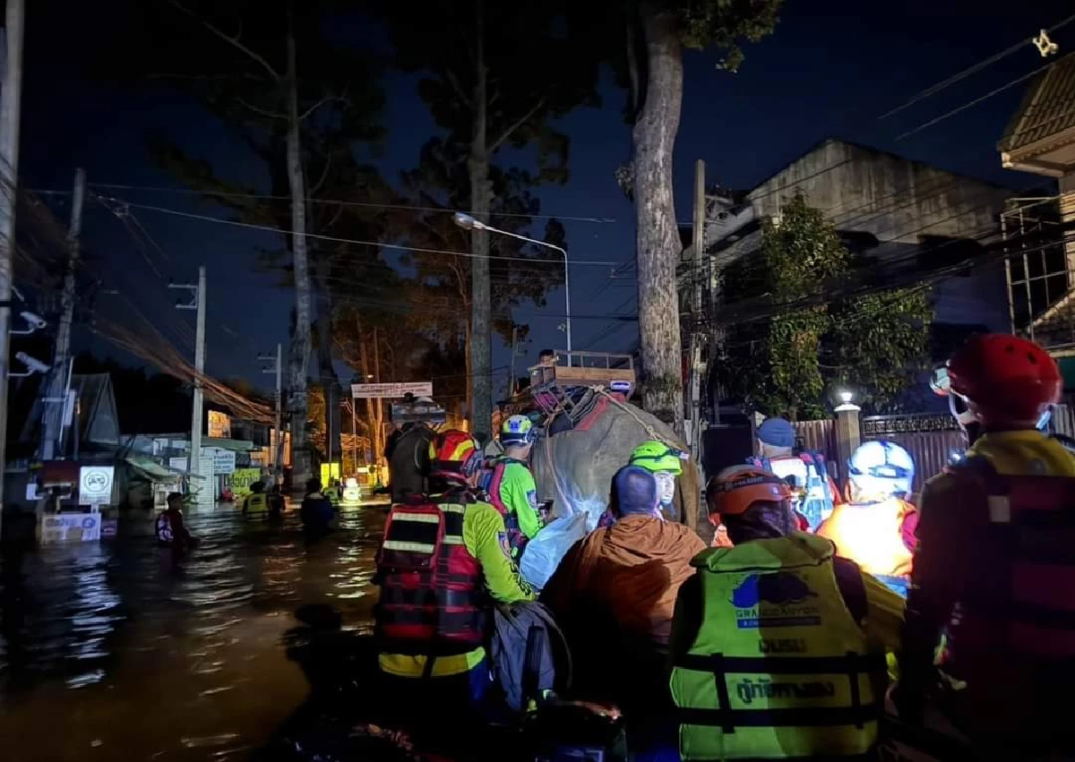 ช้างตระกูลแสนลุยน้ำท่วมส่งเสบียงให้ผู้ประสบภัยน้ำท่วม