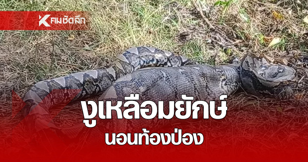 ชาวบ้านผวา! งูเหลือมยักษ์ เขมือบหมูดิน นอนท้องป่องรอย่อย กลางสวนยางพารา