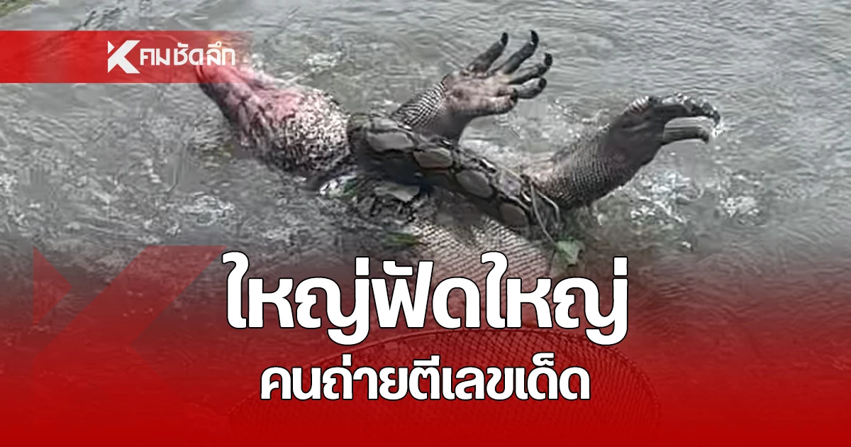 ฟัดกันนัว ตัวเงินตัวทอง ปะทะ งูเหลือม คอหวยไม่พลาด ตีเลขติดปลายนวมเสี่ยงโชค