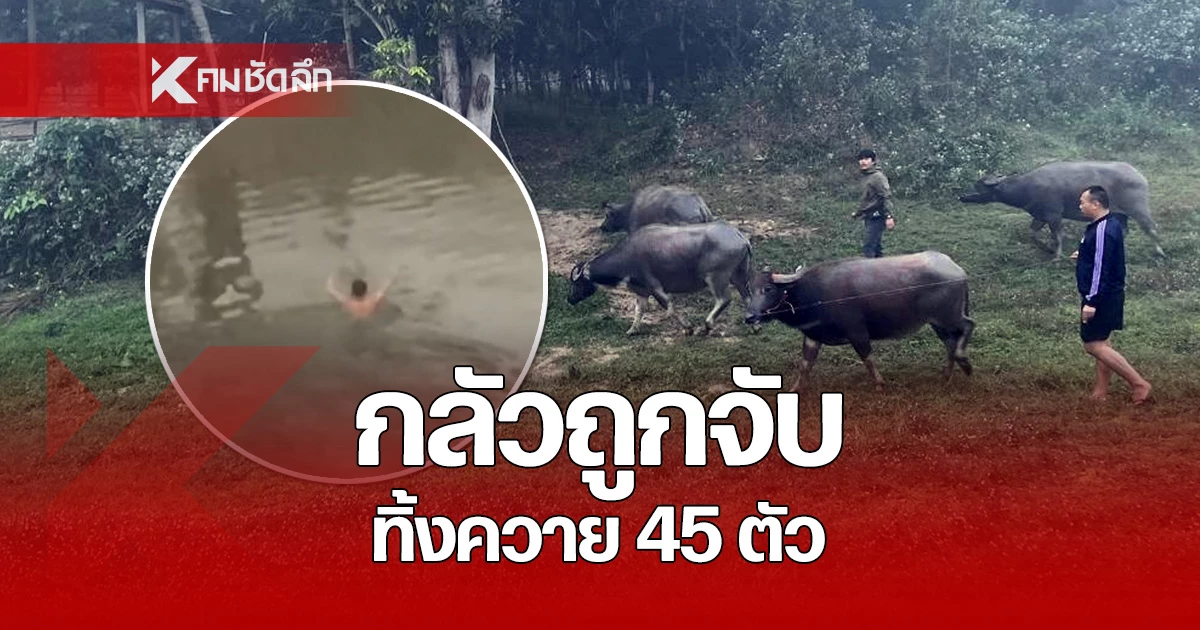 คลิปขบวนการค้าสัตว์ข้ามชาติ กลัวถูกจับทิ้งควายว่ายน้ำหลบหนี ไปฝั่ง สปป.ลาว