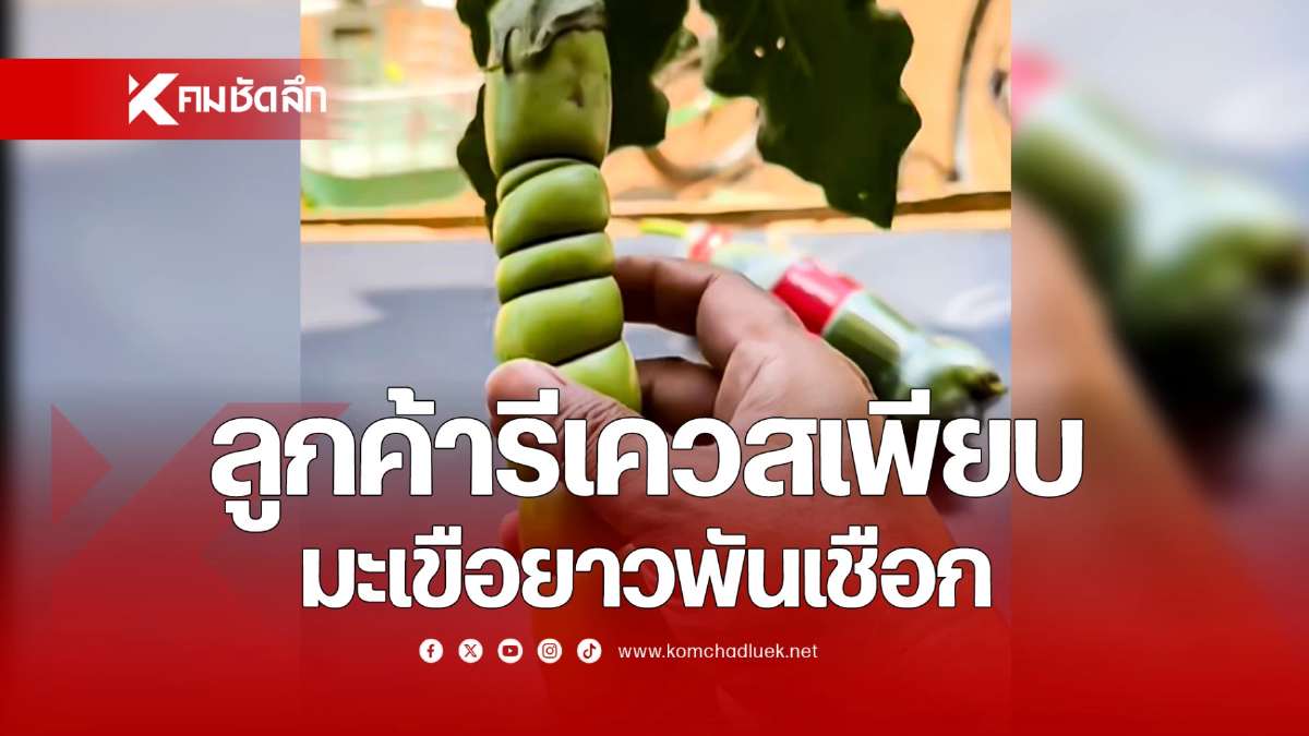 แบบใหม่มาก ‘มะเขือยาวพันเชือก’ รูปร่างแปลกตาสร้างมูลค่าเพิ่ม