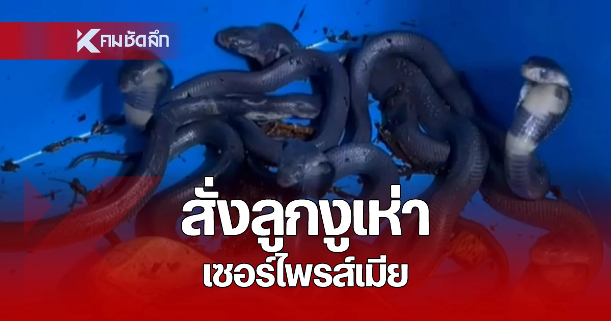 หนุ่มงงหนัก! ชาวเน็ตถามซื้อลูกงูเห่า จะเอาไปเซอร์ไพรส์แฟน
